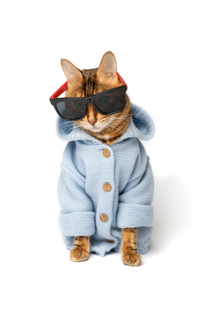 孟加拉猫戴着太阳镜，穿着白色背景的夹克。图片下载