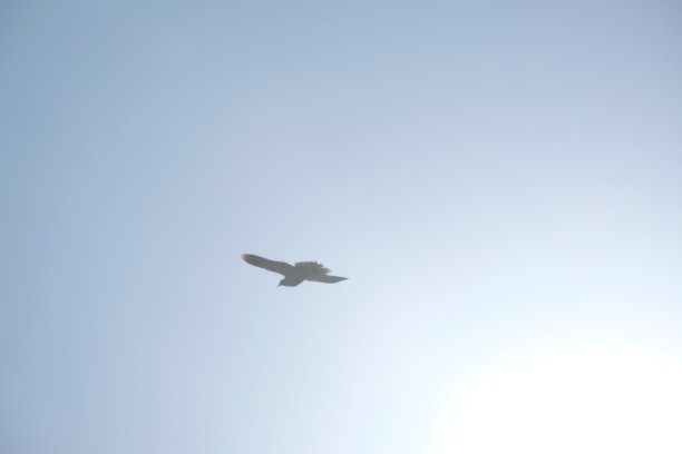 一只飞翔的圣灵的鸽子，被太阳照亮在蔚蓝的天空中，辉光的轮廓在阳光下模糊了图片下载