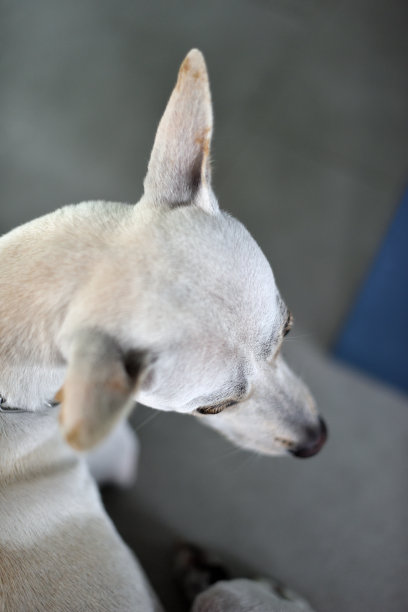 现代住宅中的白色母犬顶视图图片下载