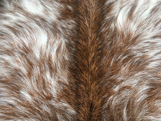 棕色和白色皮毛的山羊皮图片下载