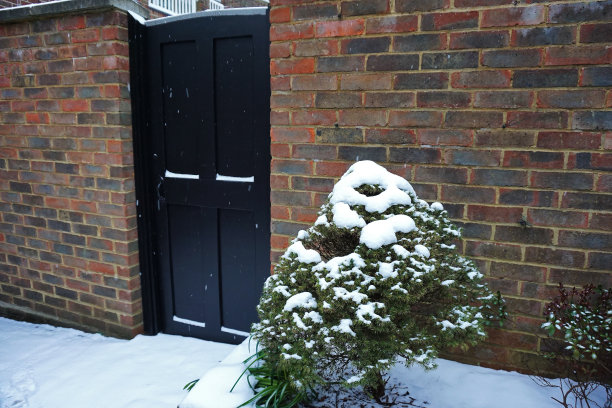 雪花落在后院的院子里图片下载