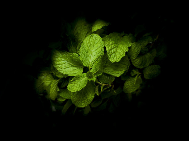 黑色背景的薄荷树。绿薄荷。绿薄荷。图片下载