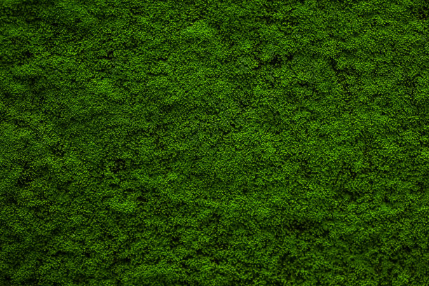 绿色苔藓背景。苔藓。图片下载