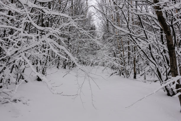 冬季仙境，徒步旅行时树木上有很多雪图片下载