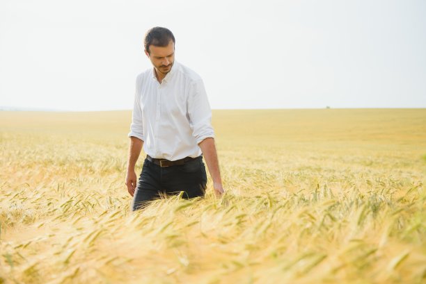 在温暖的夏日夕阳下，农学家正在田间检查成熟的麦穗。农场工人分析谷物作物的发展。图片下载