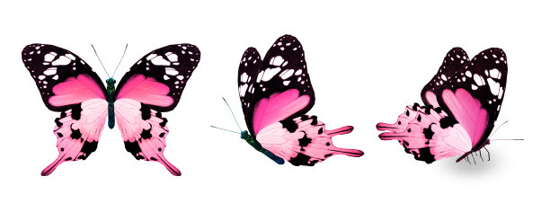 白色背景上的彩色帝王蝶图片下载