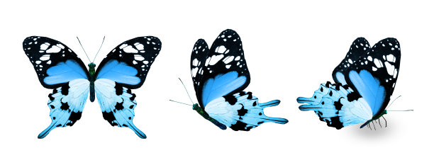 白色背景上的彩色帝王蝶图片下载