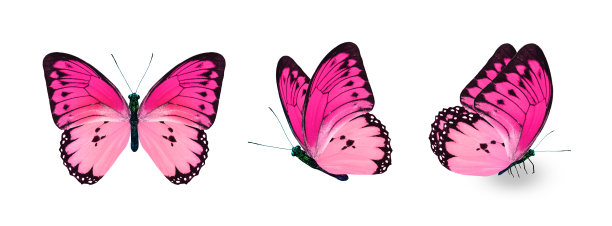 白色背景上的彩色帝王蝶图片下载