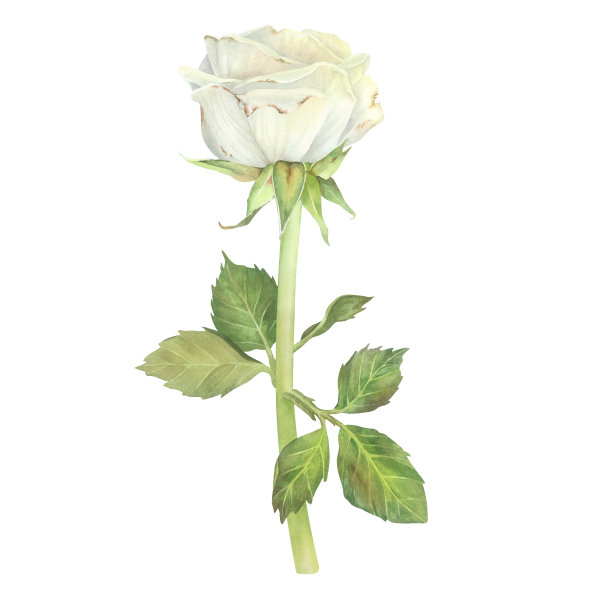 带叶子的白玫瑰。水彩插图。孤立在白色背景上。适用于贴纸、盘子、围裙、贺卡、文具、化妆品、香水包装、婚礼请柬的设计图片下载
