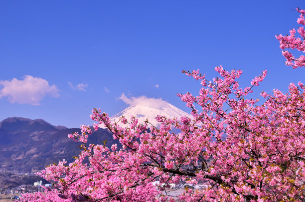 白雪皑皑的富士山，从西平畑公园看到的川津樱花和蓝天图片下载