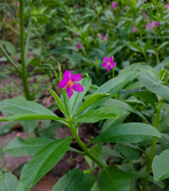 爪哇人参(talinum paniculatum)是一种用于保健和传统医学的草药植物图片下载