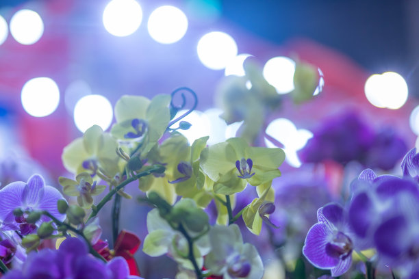 蝴蝶 兰图片下载