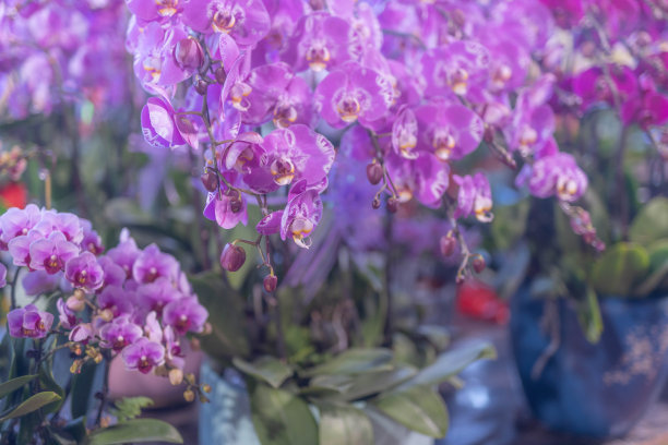 蝴蝶 兰图片下载