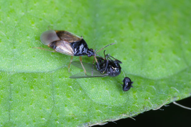 小海盗虫或称为花虫(花虫科)是昆虫的一个家族。花萼科是一种食肉动物，以许多昆虫和农作物害虫为食——图为一只被猎杀的苍蝇。图片下载