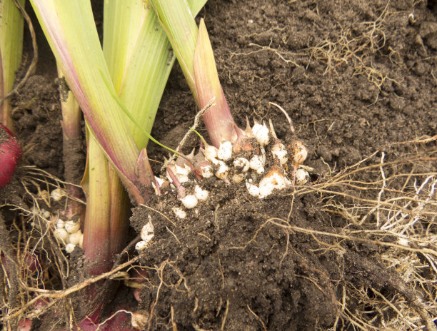 有根和茎的剑兰属鳞茎。图片下载
