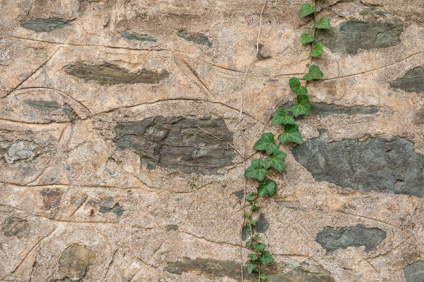 垃圾墙背景与旧风化的石头和常春藤植物的纹理图片下载
