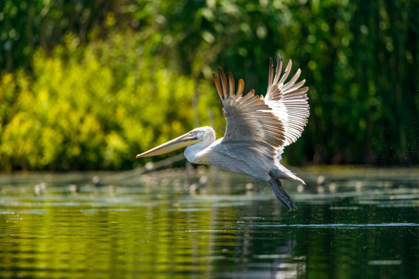 一只鹈鹕在罗马尼亚多瑙河三角洲的荒野中图片下载