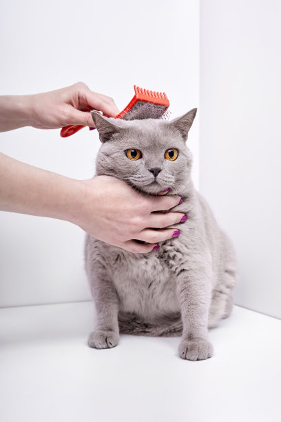 这个女孩为一只英国短毛猫梳头图片下载