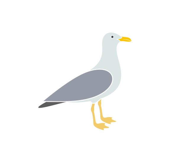 海鸥的标志。白色背景上孤立的海鸥。鸟图片下载