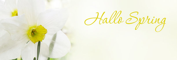 春天的背景——春天的水仙花和题词你好春天。横幅。本空间图片下载
