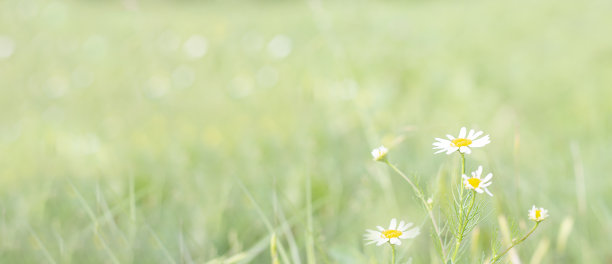 盛开的菊花。春天。花园。美丽盛开的洋甘菊。横幅。春天的甘菊。本空间图片下载