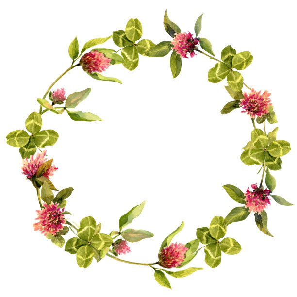 花环的花朵和三叶草孤立的白色背景。植物构图，有文字位置。用于社交媒体发布的广场横幅。图片下载