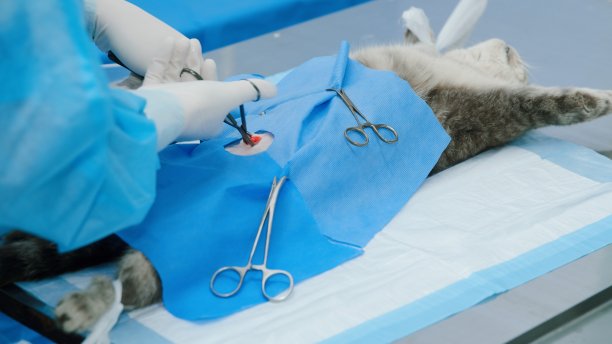 兽医在猫的腹部开了一个切口，猫躺在麻醉下，张开被绑住的爪子图片下载