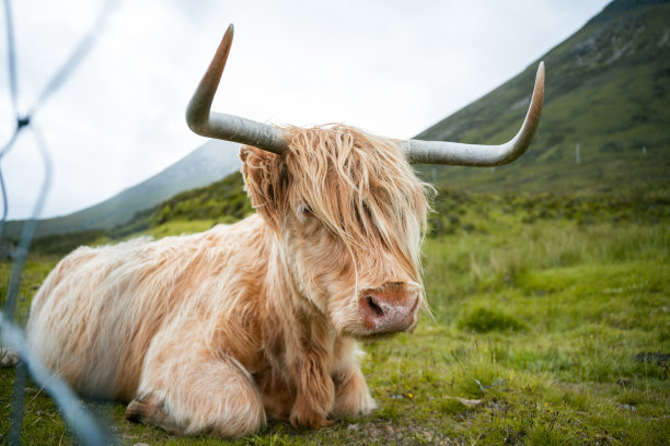 高地牛在篱笆后面的草地上吃草。图片下载