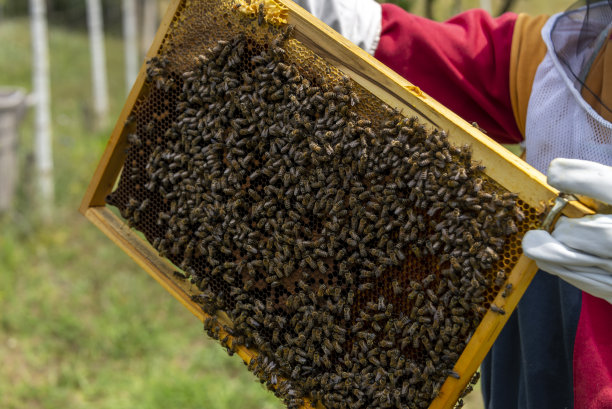 养蜂人在他的农场里照料他的蜜蜂。图片下载