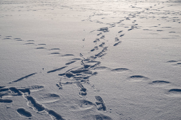 雪地上的脚印图片下载