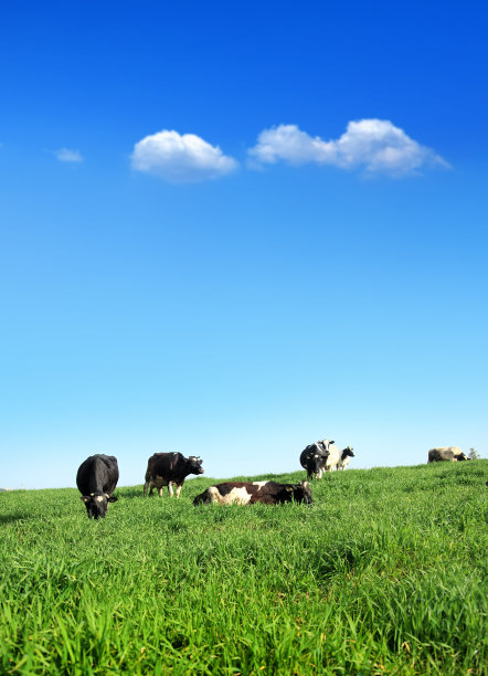 有机农场牛在绿色乡村景观图片下载