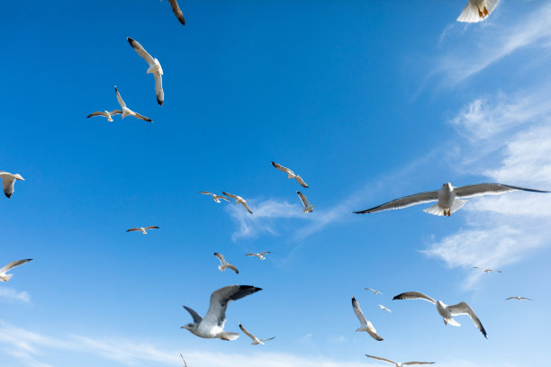 海鸥飞过天空图片下载