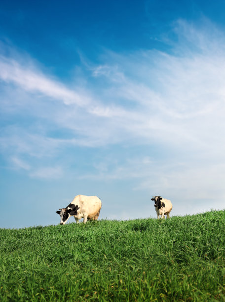 有机农场牛在绿色乡村景观图片下载