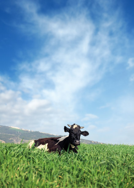 有机农场牛在绿色乡村景观图片下载
