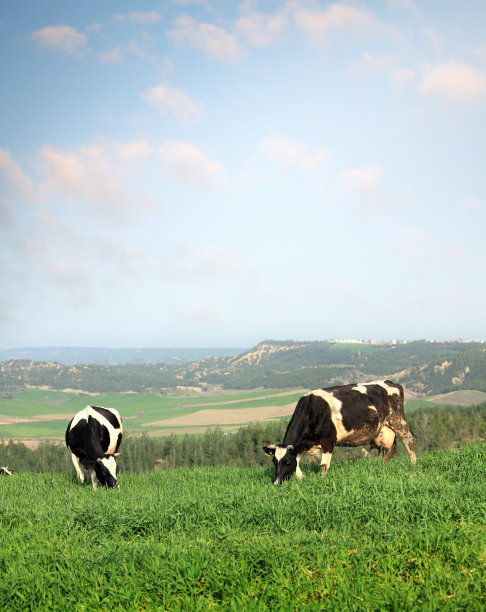 有机农场牛在绿色乡村景观图片下载