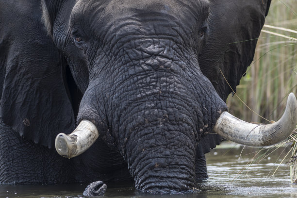 非洲象图片下载