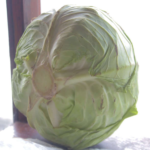 尖头白白菜蔬菜照片图片下载