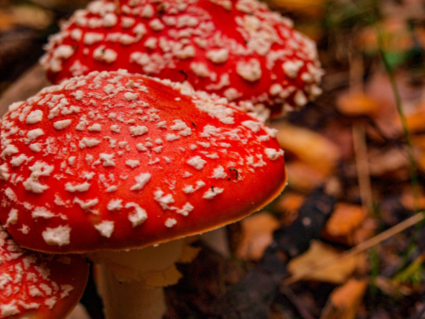 飞木耳，森林里的特写图片下载
