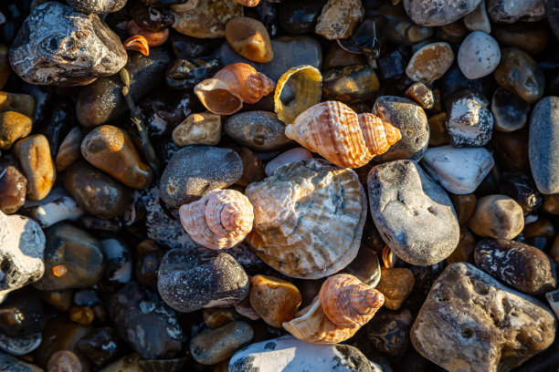 沙滩上的鹅卵石和贝壳的全画幅照片图片下载