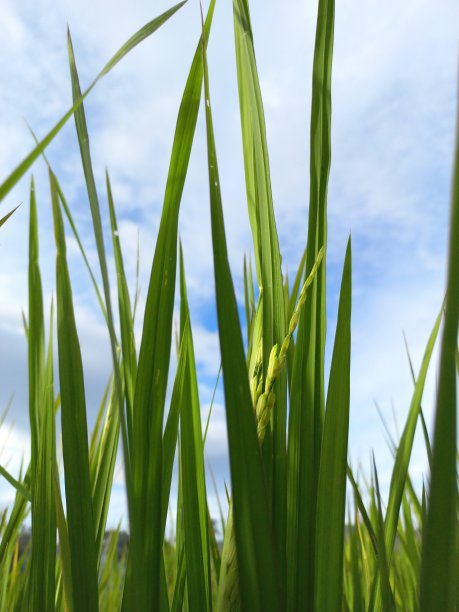 绿色的稻田背景，近处拍摄图片下载