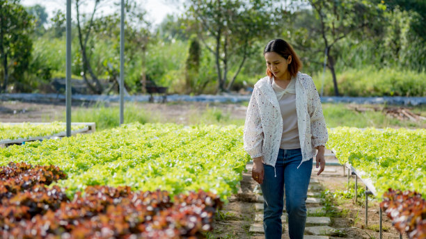 一名亚洲妇女在她自己的水培蔬菜农场里看着绿橡树蔬菜图片下载