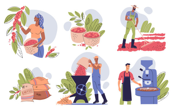 种植和生产咖啡的一系列阶段。采摘咖啡樱桃，晾干，剥皮，烘焙咖啡豆。农民们在咖啡种植园工作。图片下载