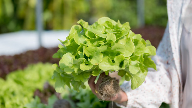 一名亚洲妇女在她自己的水培蔬菜农场里看着绿橡树蔬菜图片下载