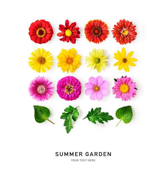 雏菊夏天的花朵和叶子在白色的背景图片下载