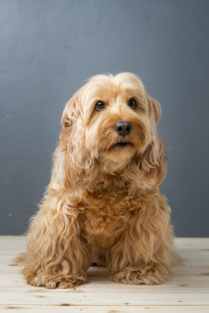 快乐的可卡波狗坐在木桌上。小可卡犬或可爱的可卡犬是混合繁殖动物(棕色皮毛可卡犬，贵宾犬)有趣的多毛犬。可爱的狗坐在木地板背景图片下载