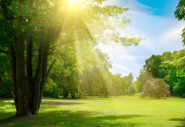 在美丽的公园里日出图片下载