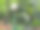 一个圆形的白色公园灯站在一个晴天的绿色杆子顶部图片下载