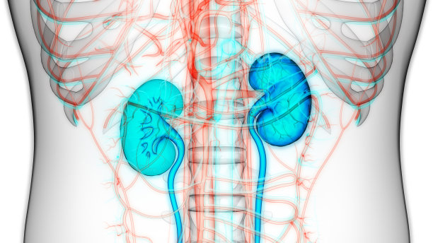 人体泌尿系统肾脏解剖学图片下载