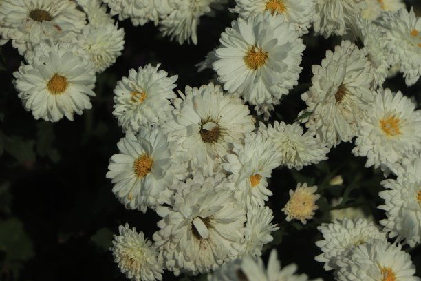 秋天阳光明媚的花园里，白色的菊花合拢在一起图片下载