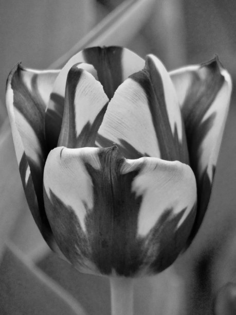 图片的胜利郁金香花-黑色和白色在日出图片下载